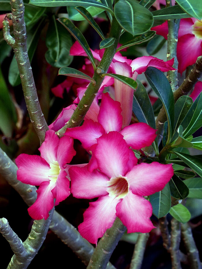 Desert rose blooms