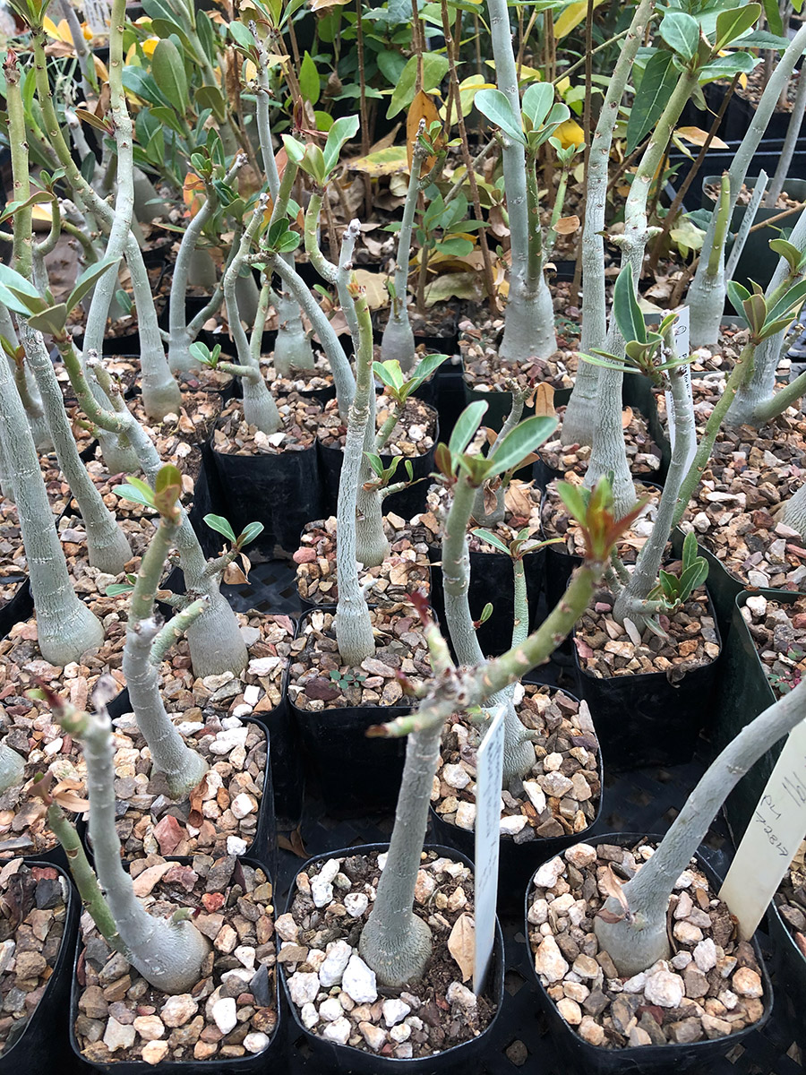 Adeniums - Caring & Preventives of the Desert Rose