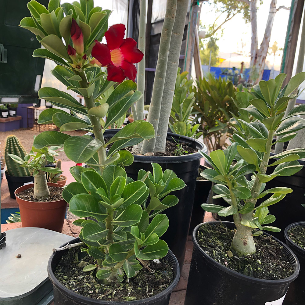 Plante Adenium, rose du désert