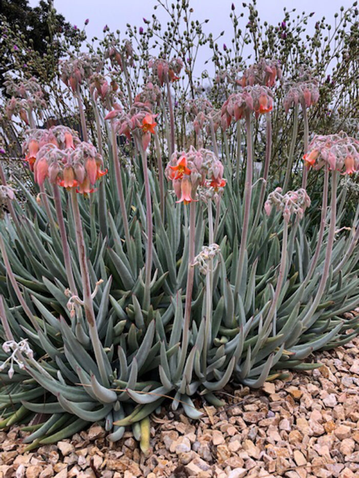 Finger aloe