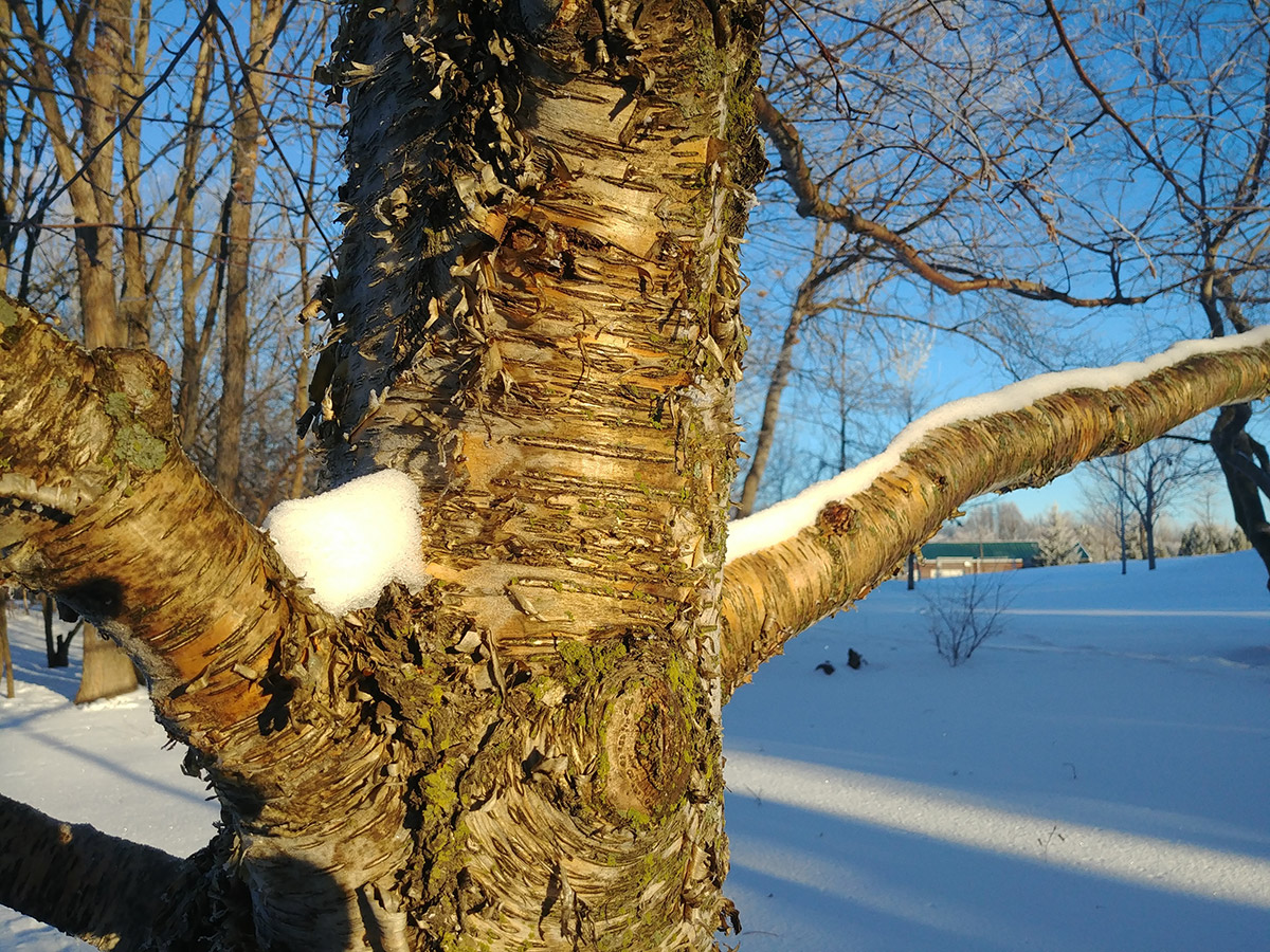 Beautiful Bark on Deciduous Trees - FineGardening