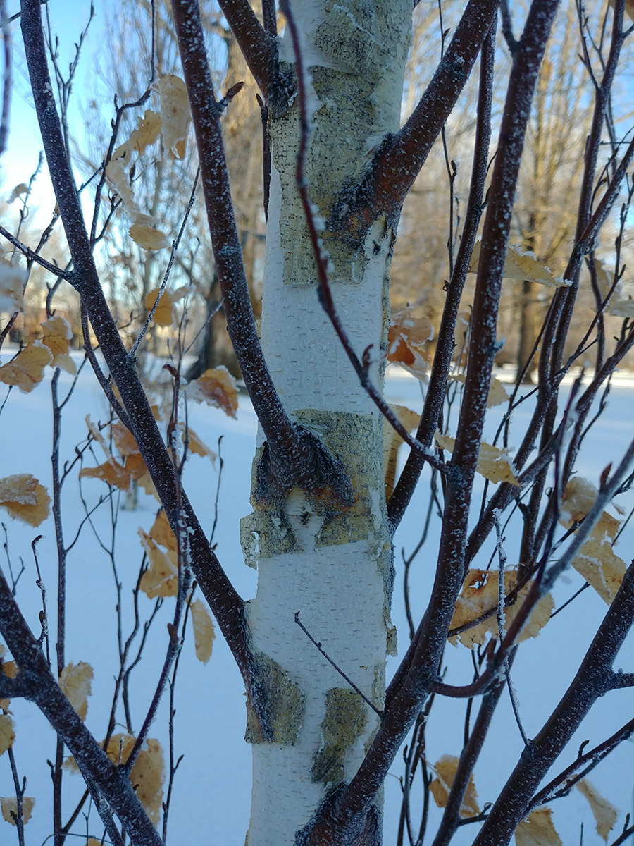 Beautiful Bark on Deciduous Trees - FineGardening