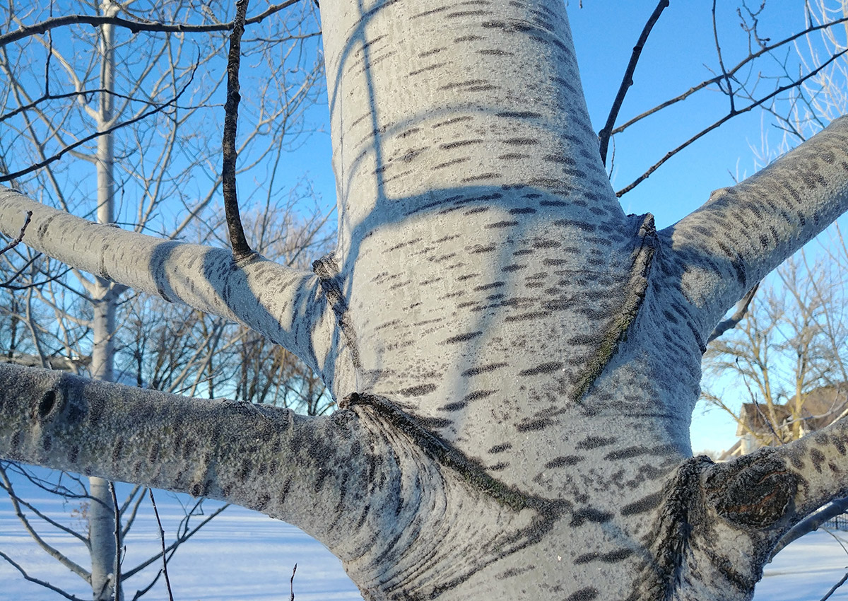 Trees To Plant In Winter, Which Trees & Where