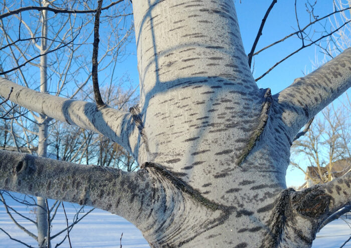 Prairie Gold quaking aspen