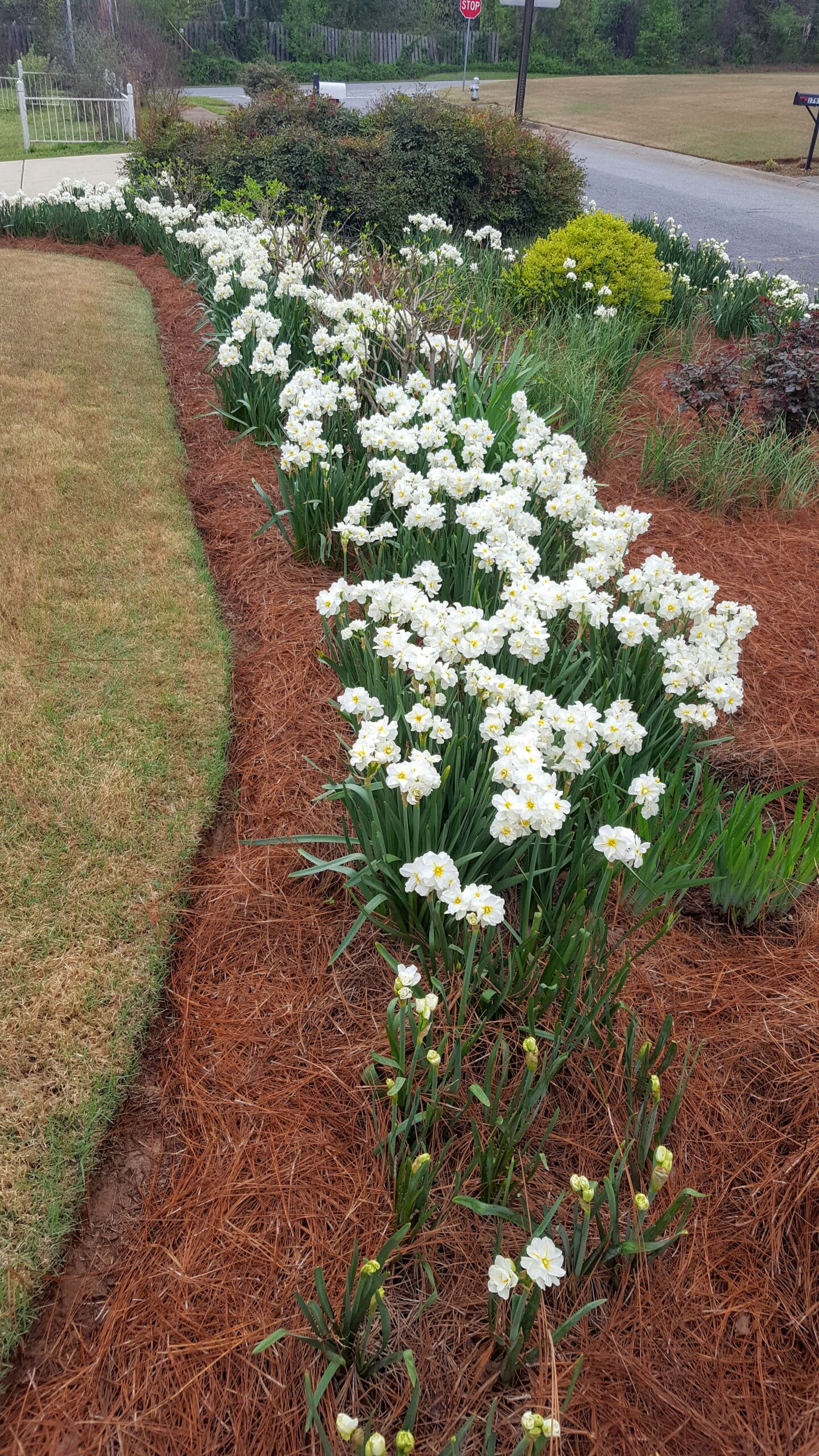 Clumps of white daffodils next to a lawn