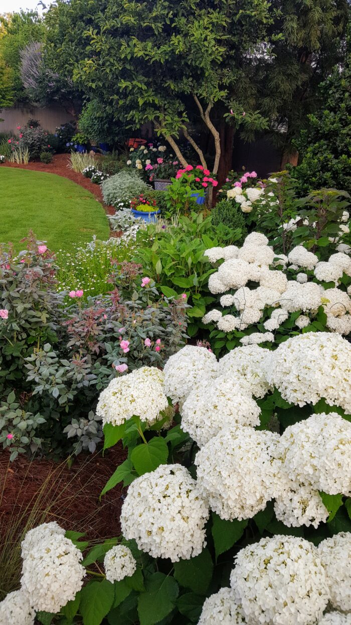 Large heads of white, round hydrangea flowers