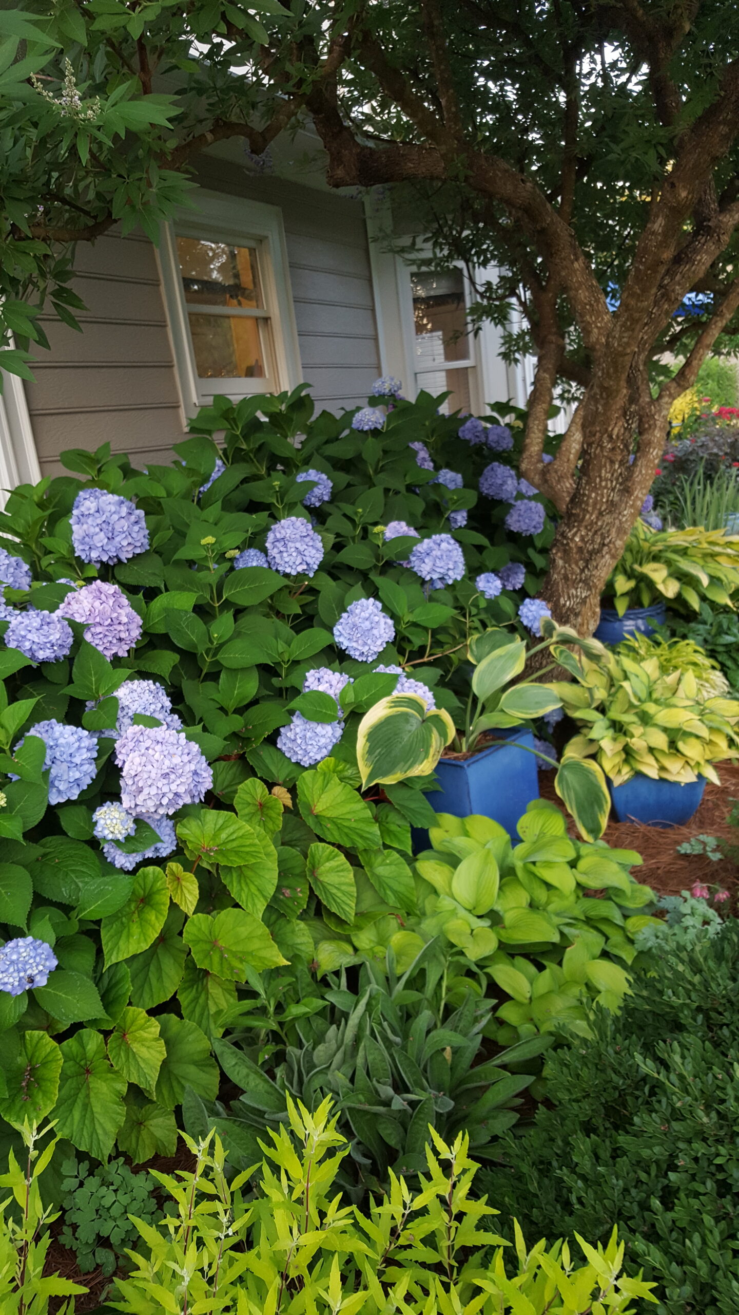 shade garden with blue hydrangea