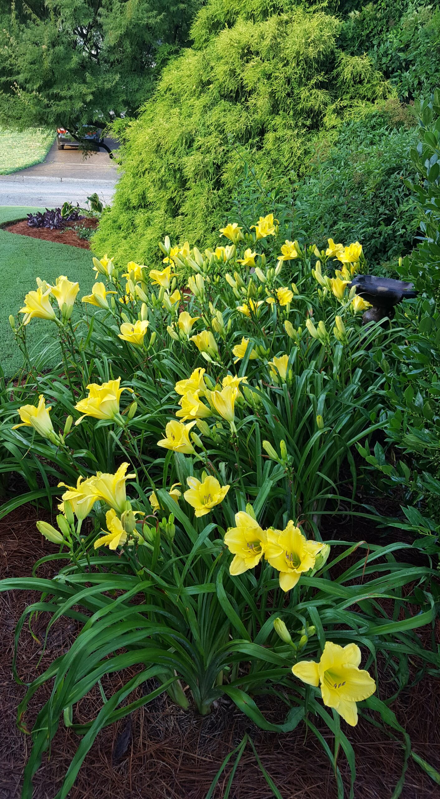 pale yellow daylilies