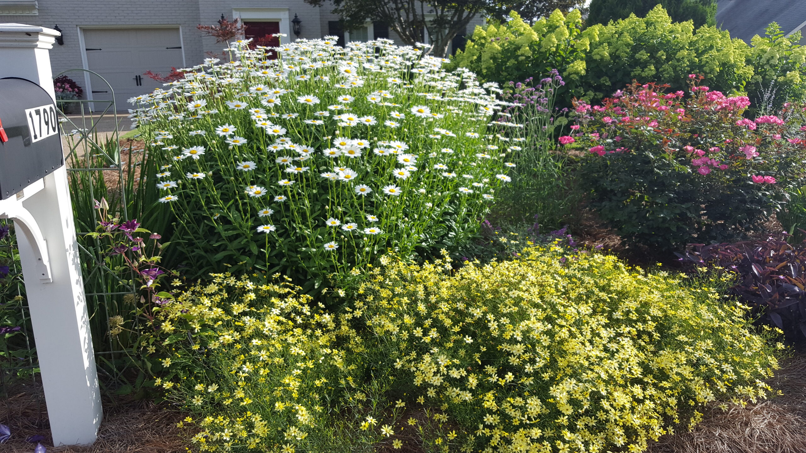 White and yellow daisies growing together