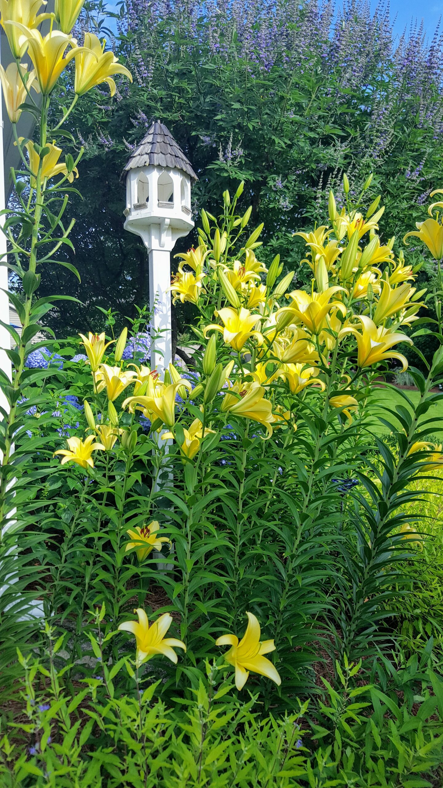 yellow lilies growing around a birdfeeder