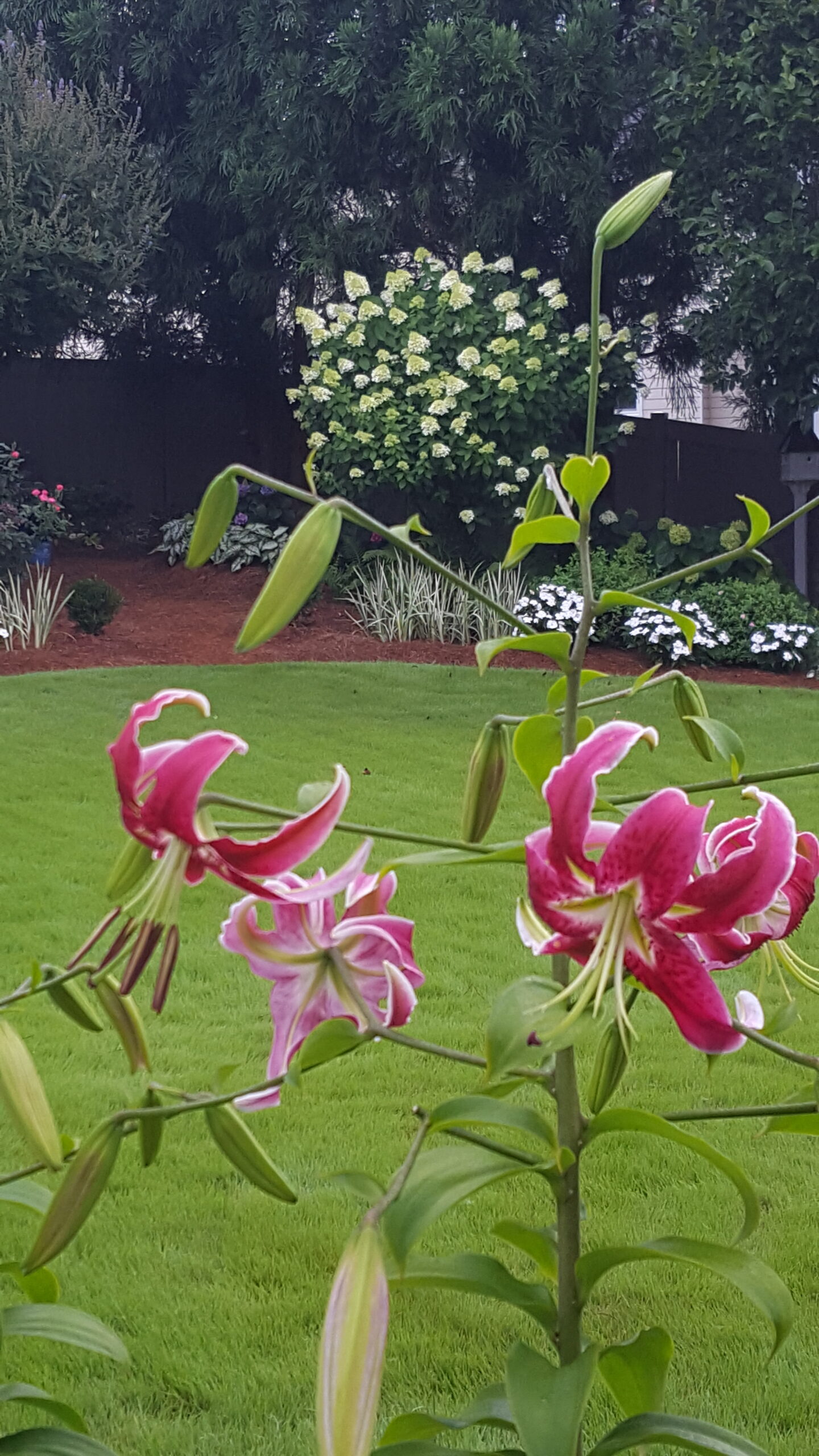 pink Orienpet lily