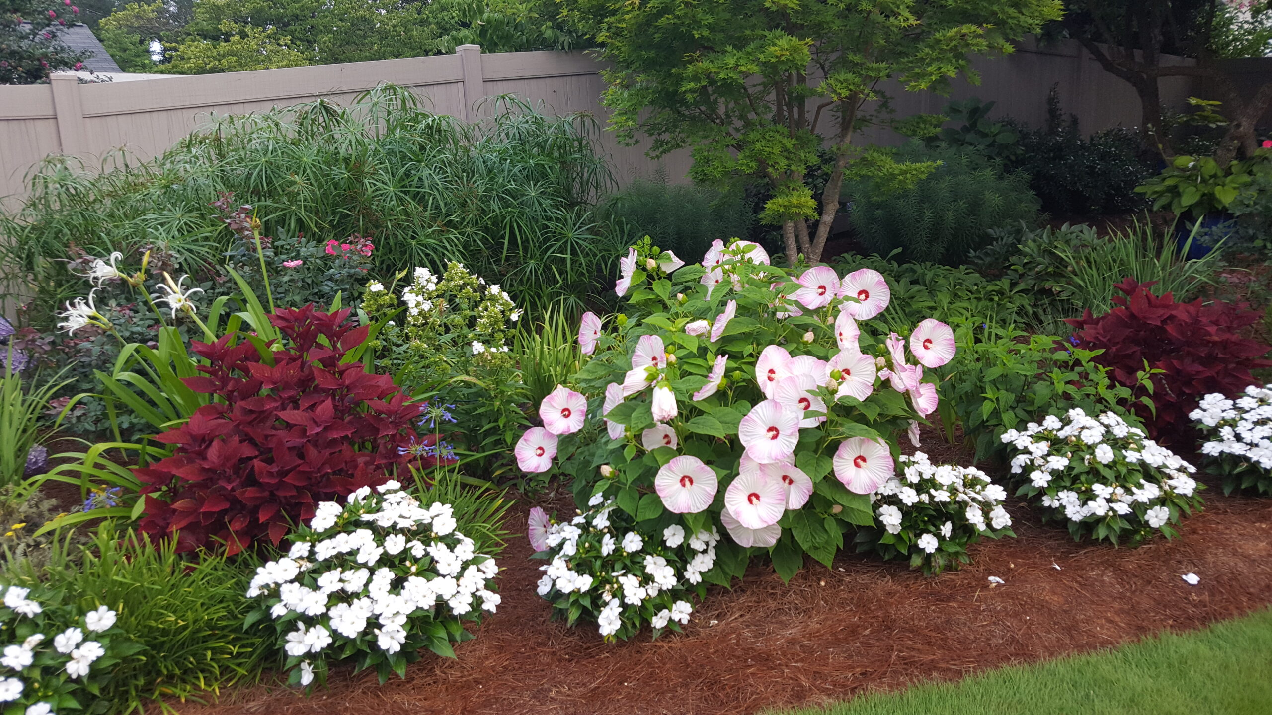 Flower garden with large pink hibiscus flowers