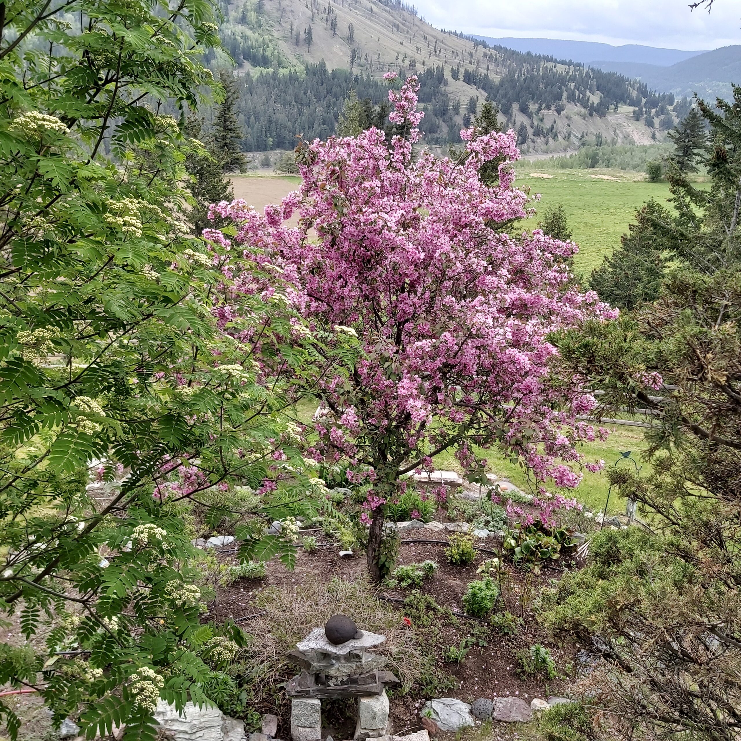 spring flowering trees in front of mountains
