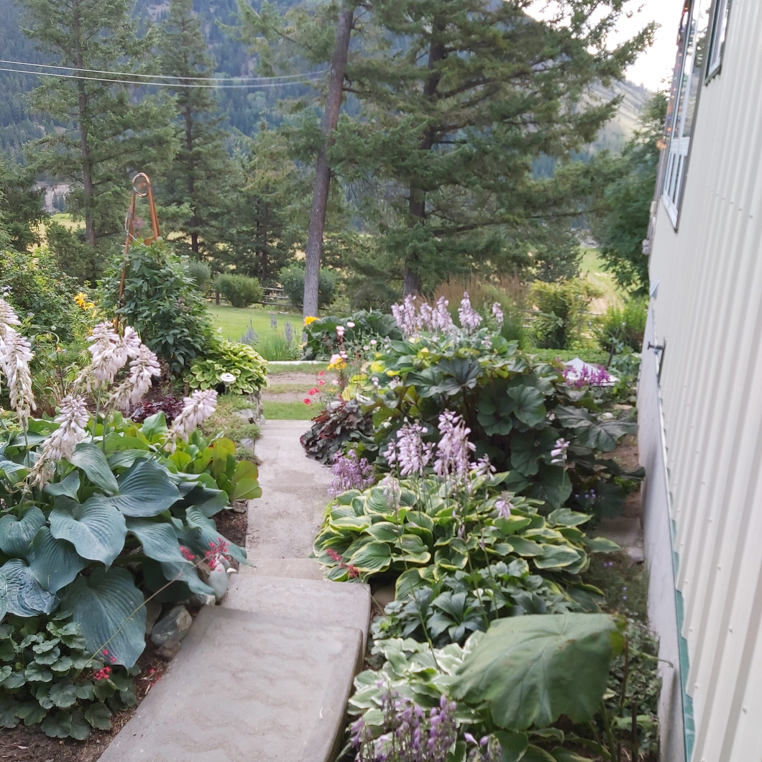 A path lined with perennials