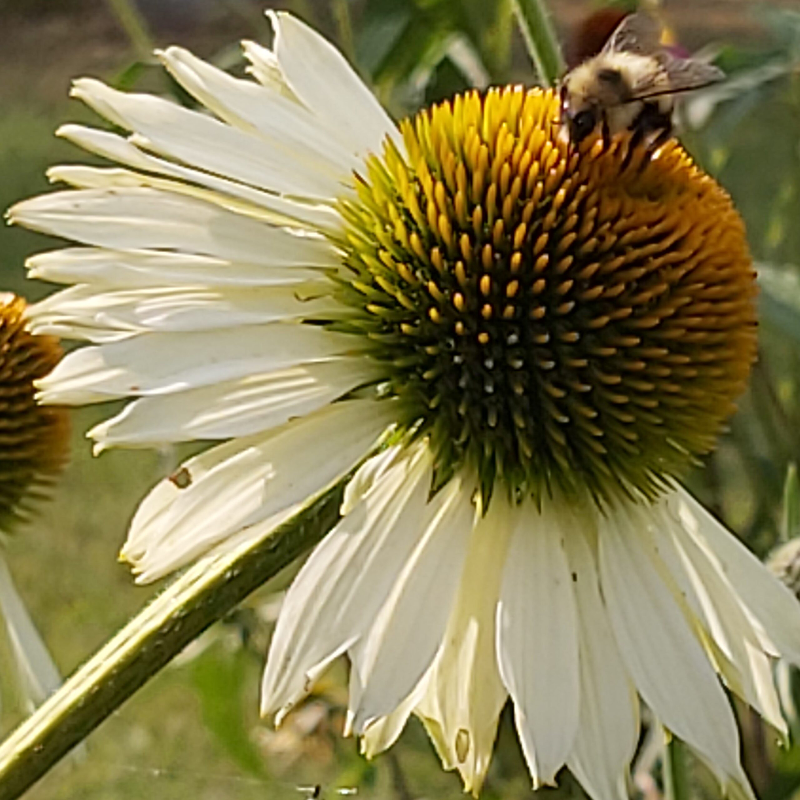 Bee on a white coneflower