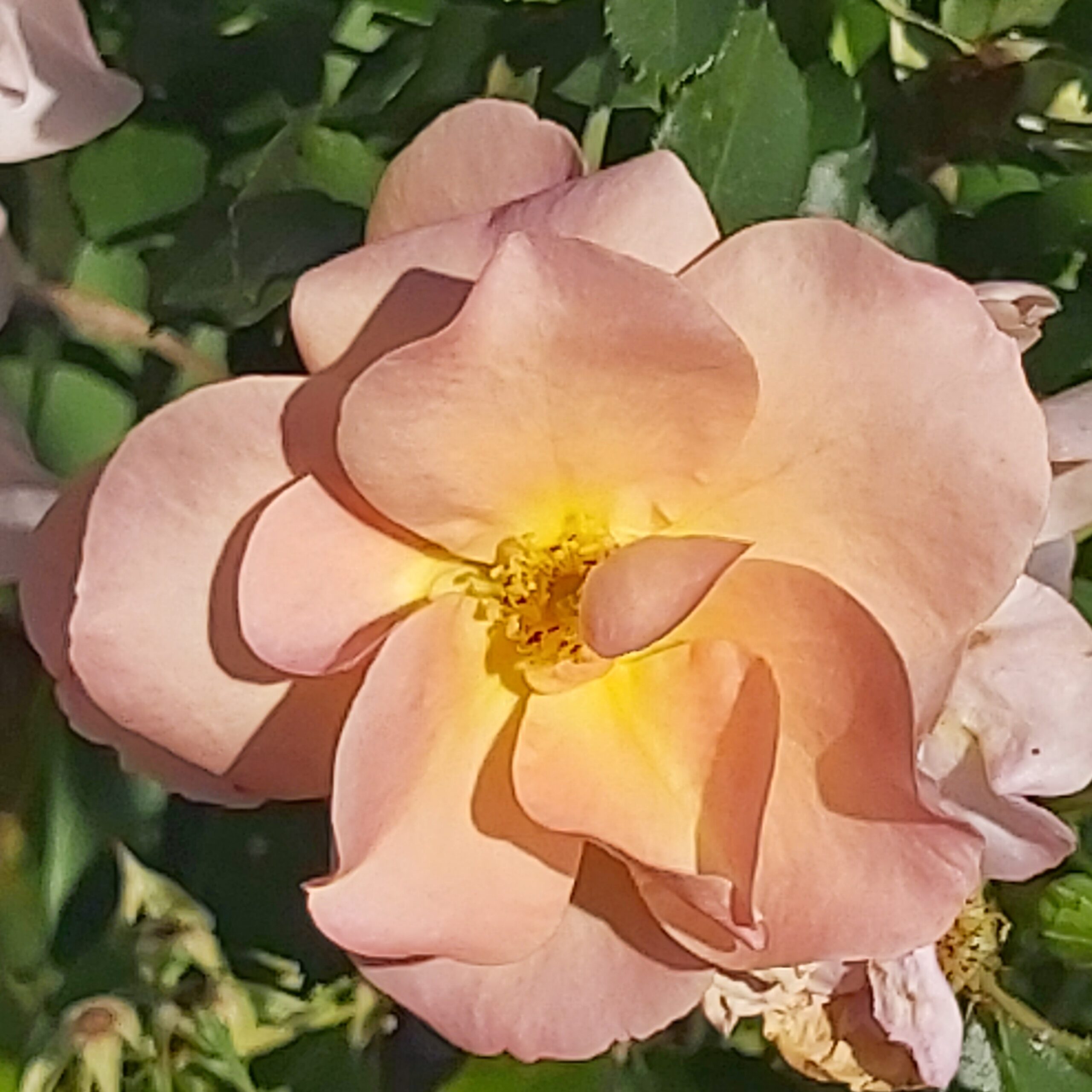 A peach rose