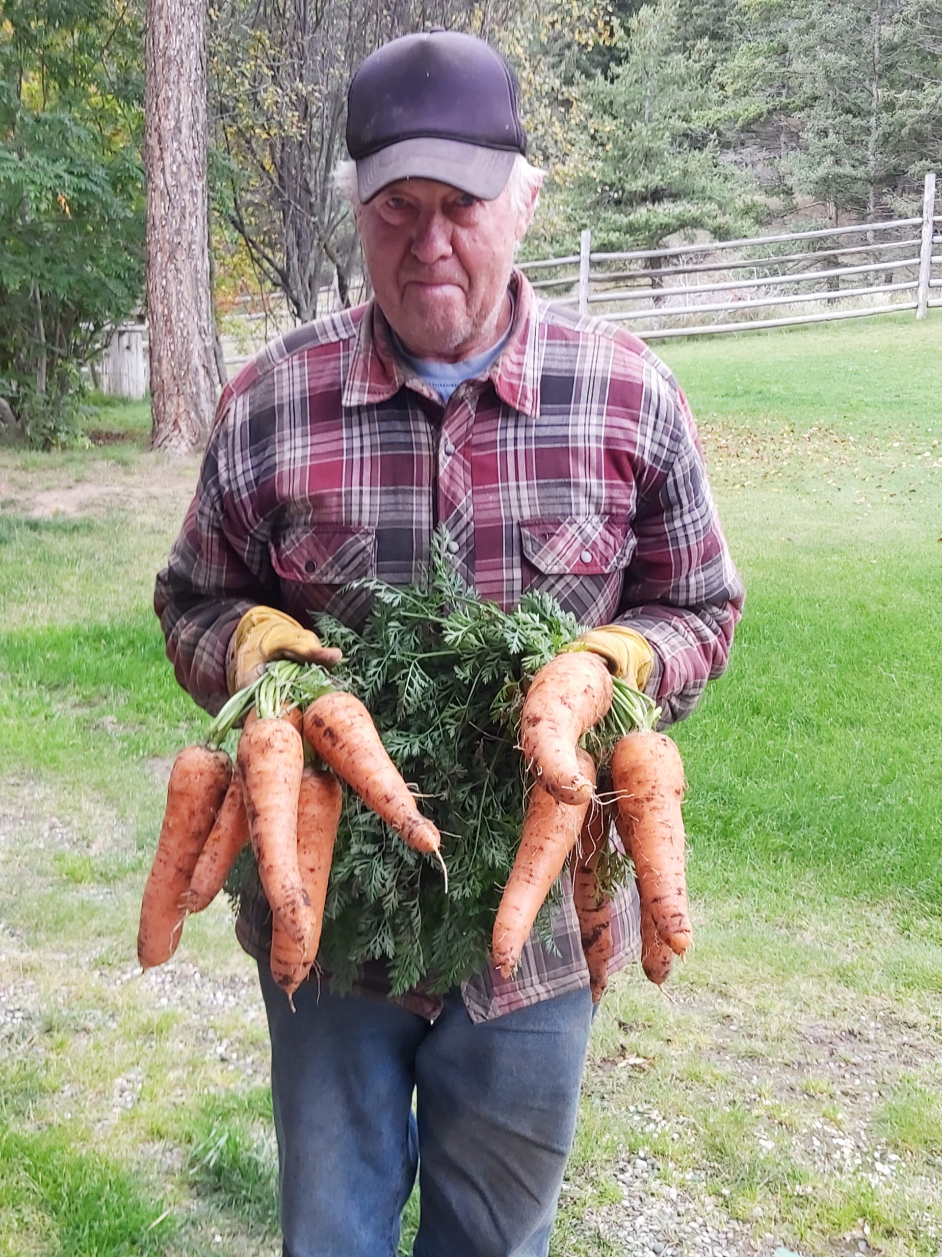 A man holding two handfuls of huge carrots