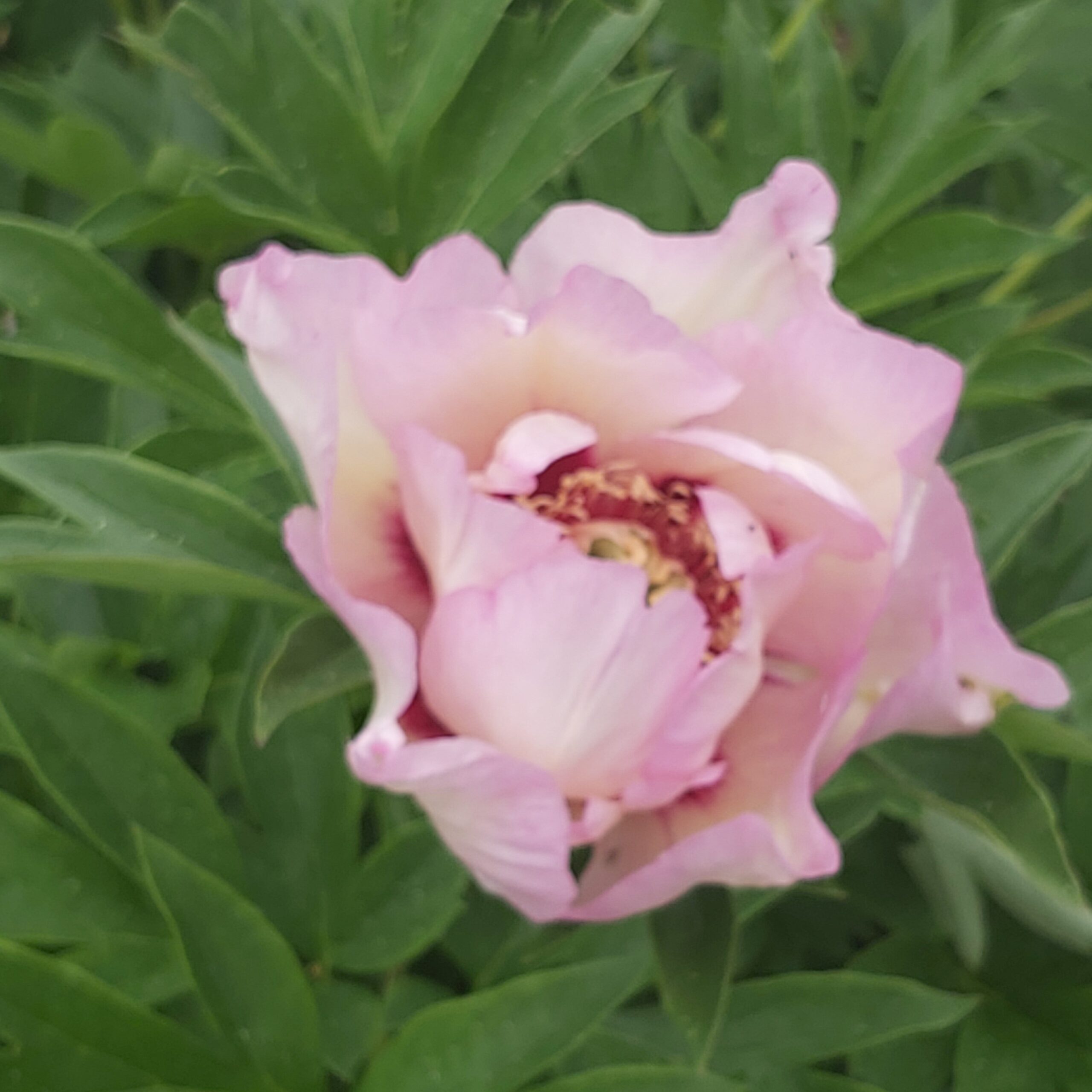 A pink peony flower just opening