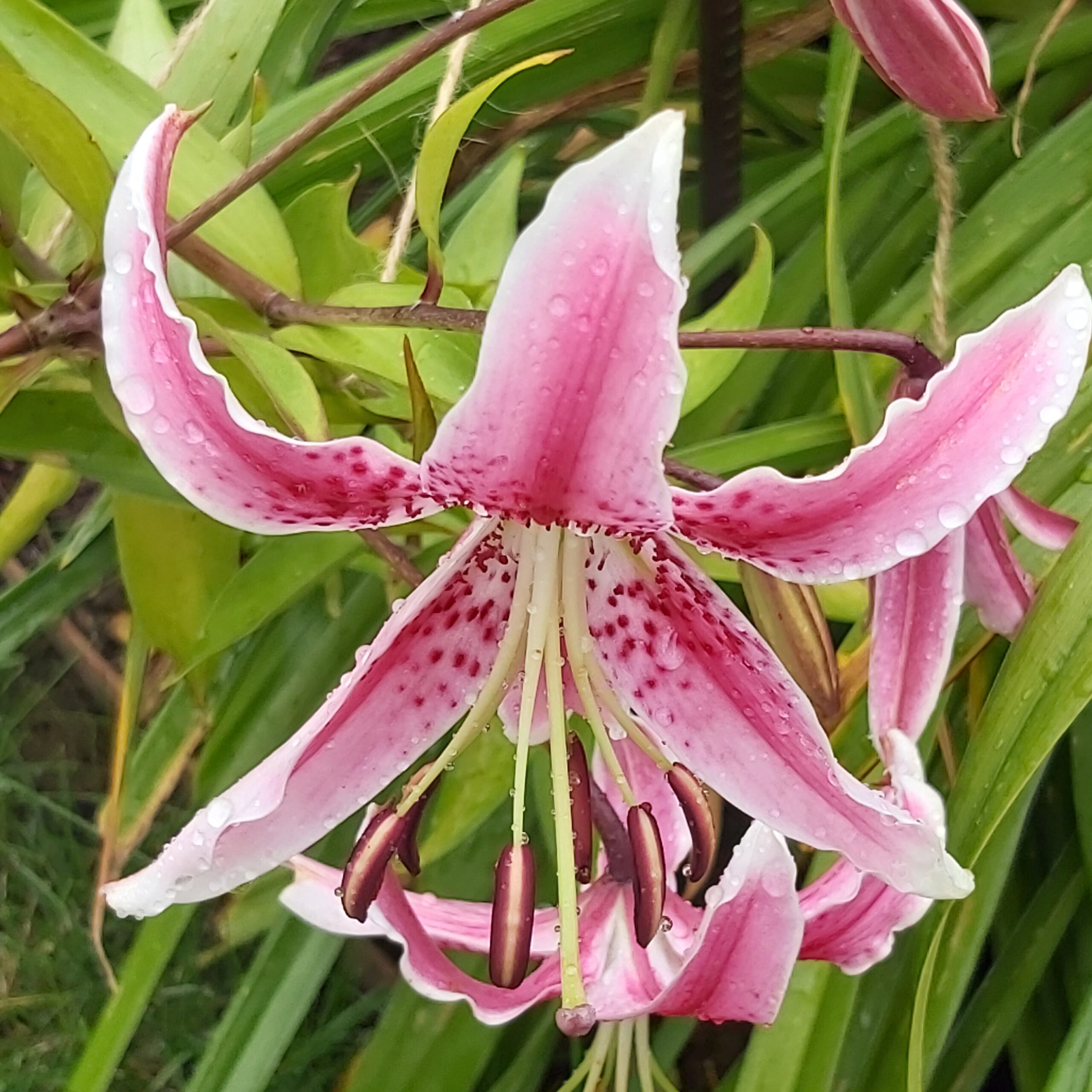 pink oriental lily