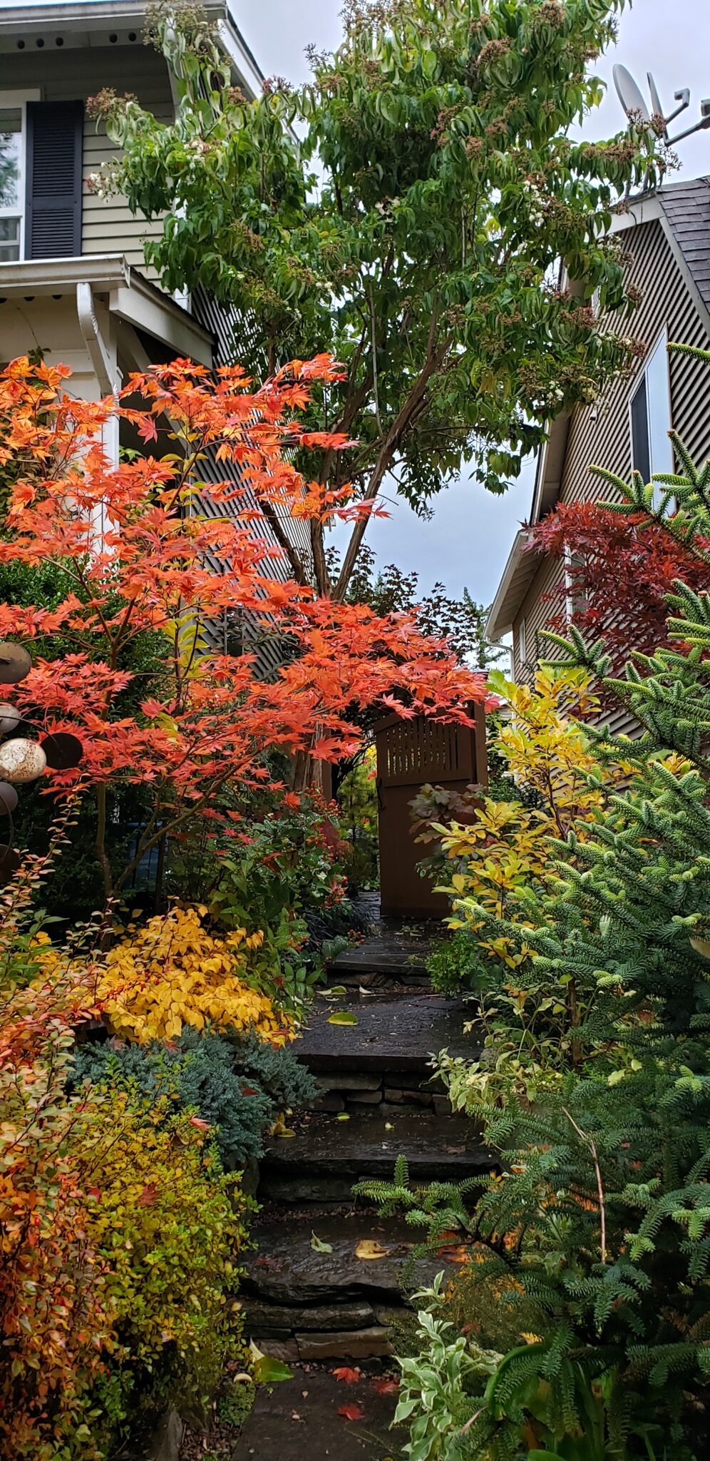 shrubs and small trees in a small garden space