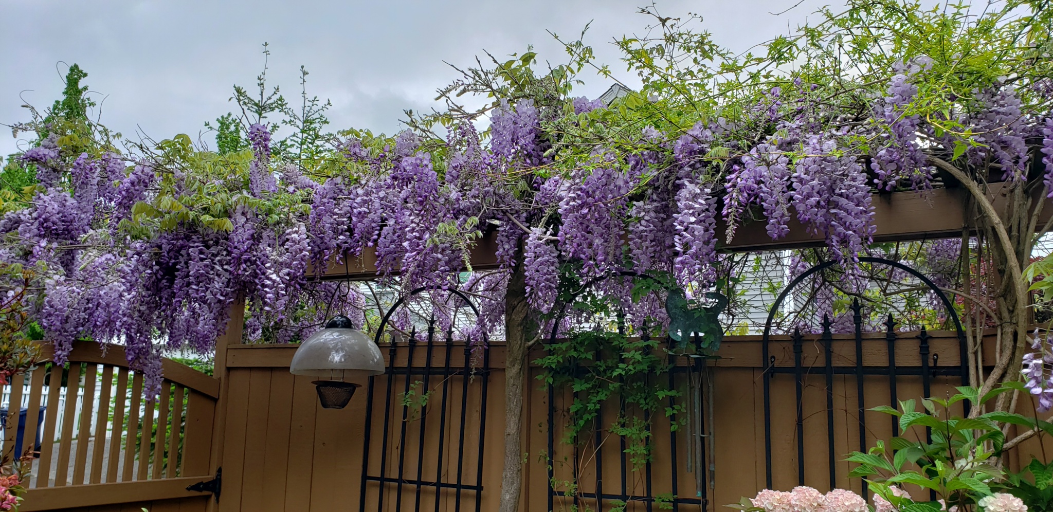 wisteria on a fence