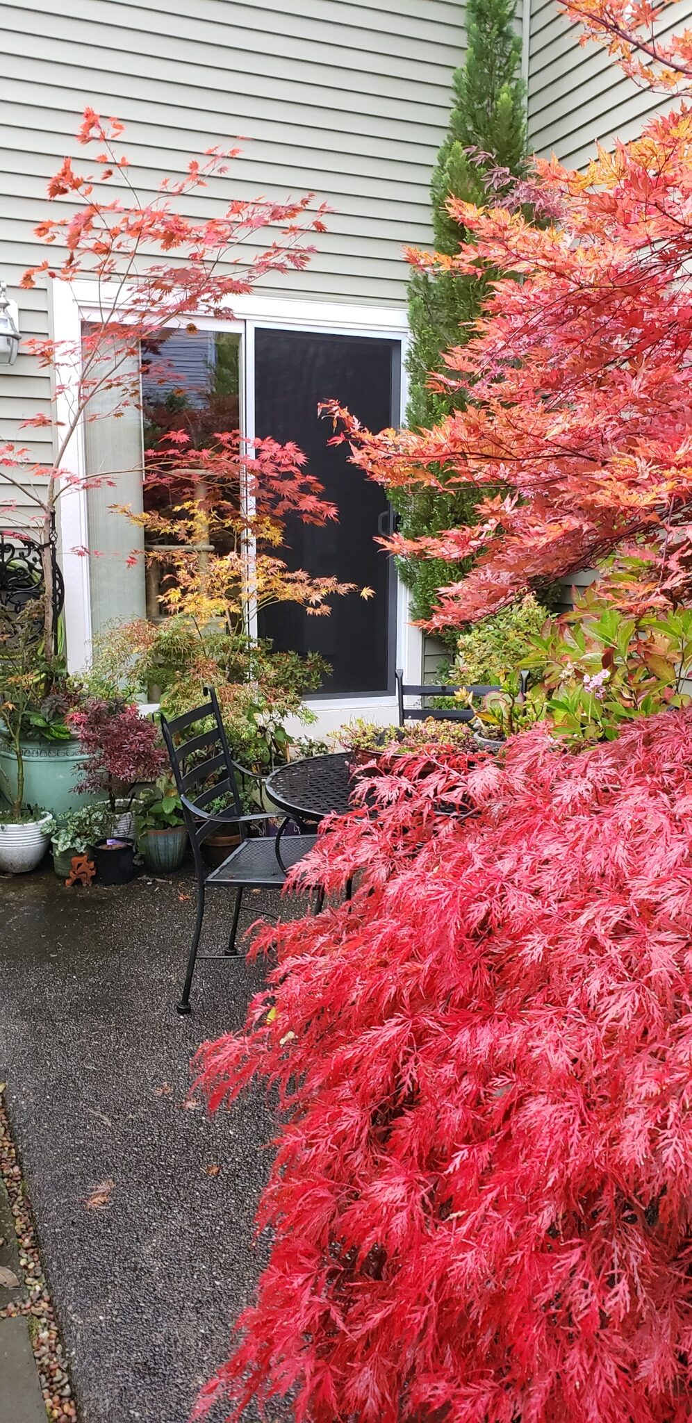 Japanese maples around a small seating area