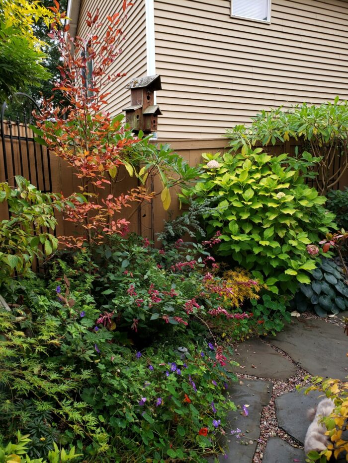 colorful foliage plants