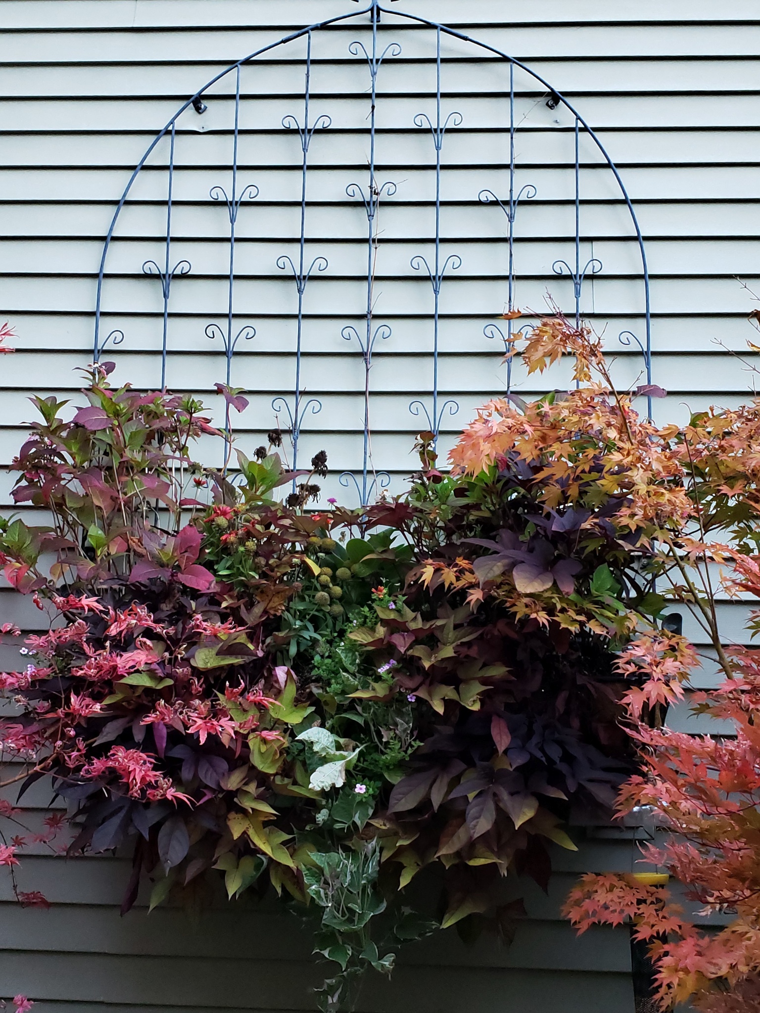 larger planter filled with dark foliage plants