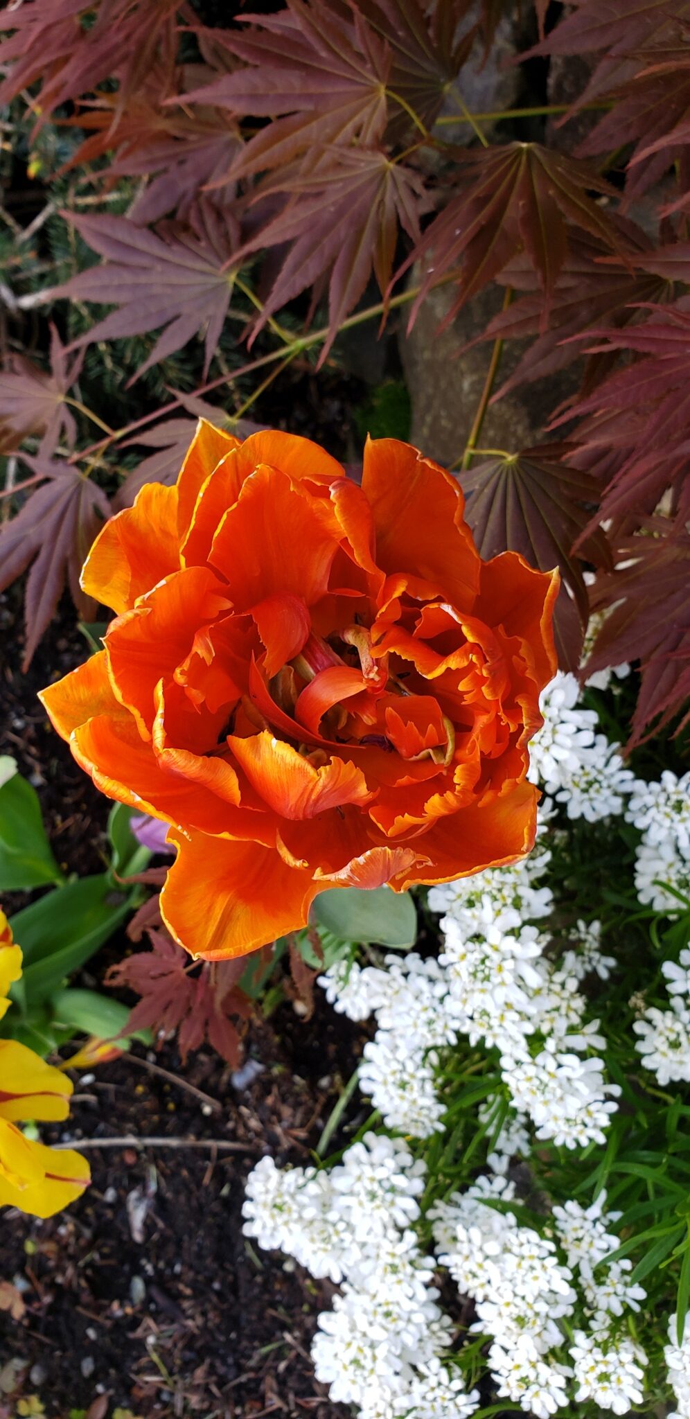 double-flowered orange tulip