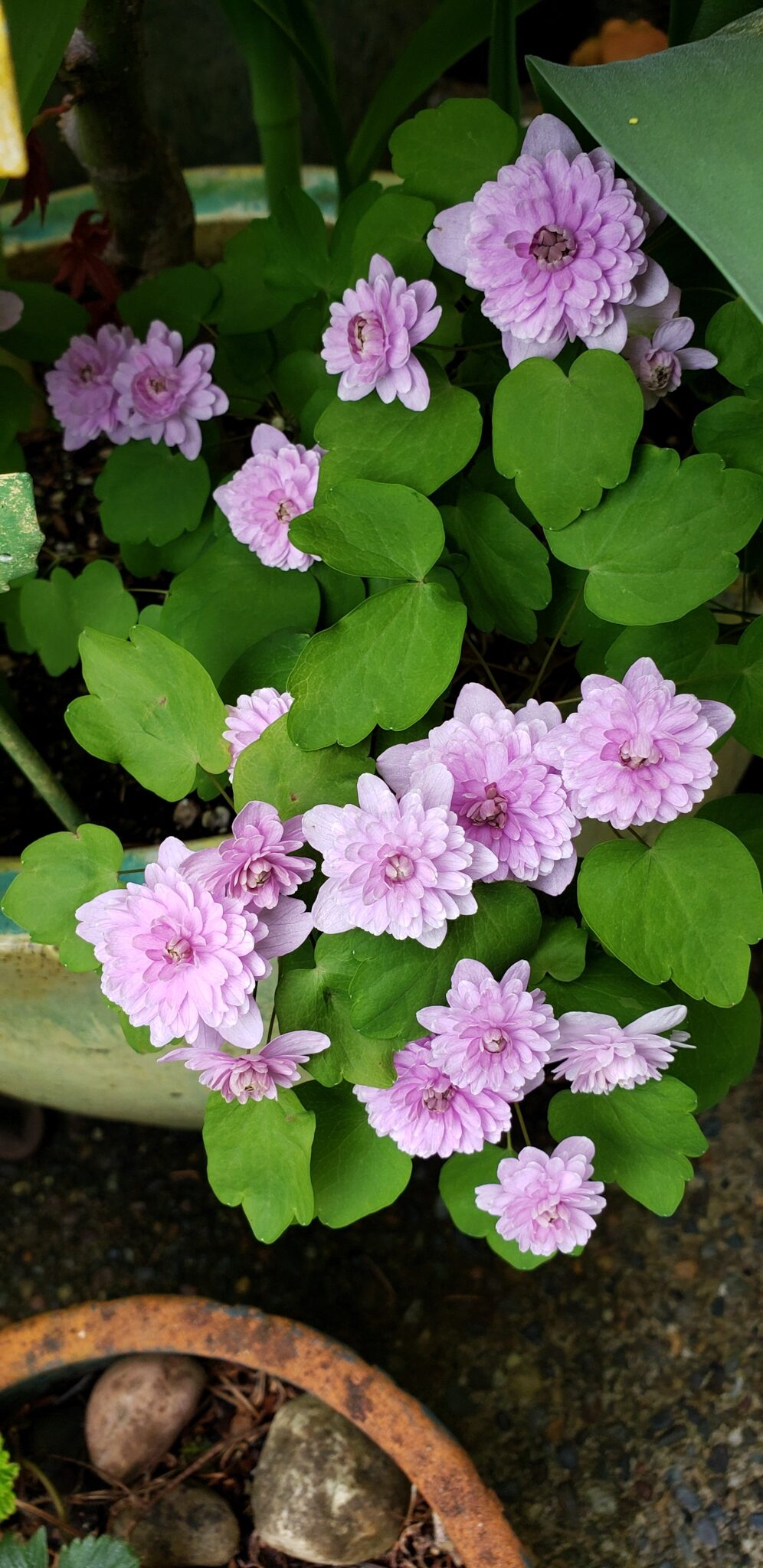 Anemonella thalictroides