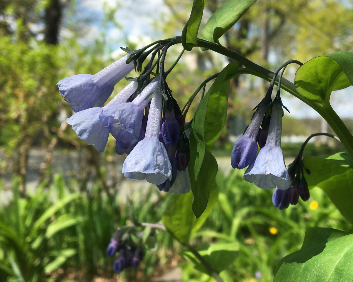 Virginia bluebells