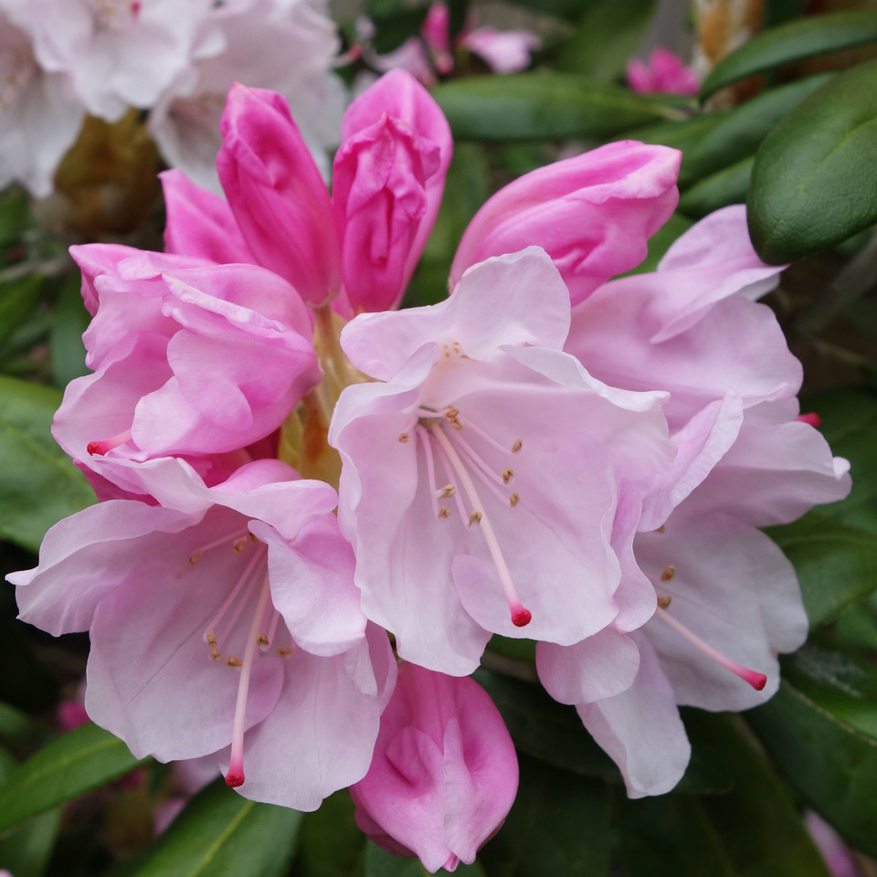 pink rhododendron blooms