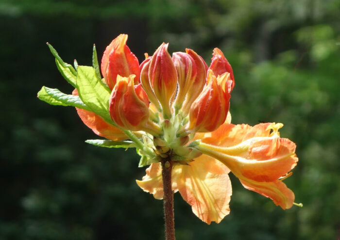 Exbury hybrid azalea