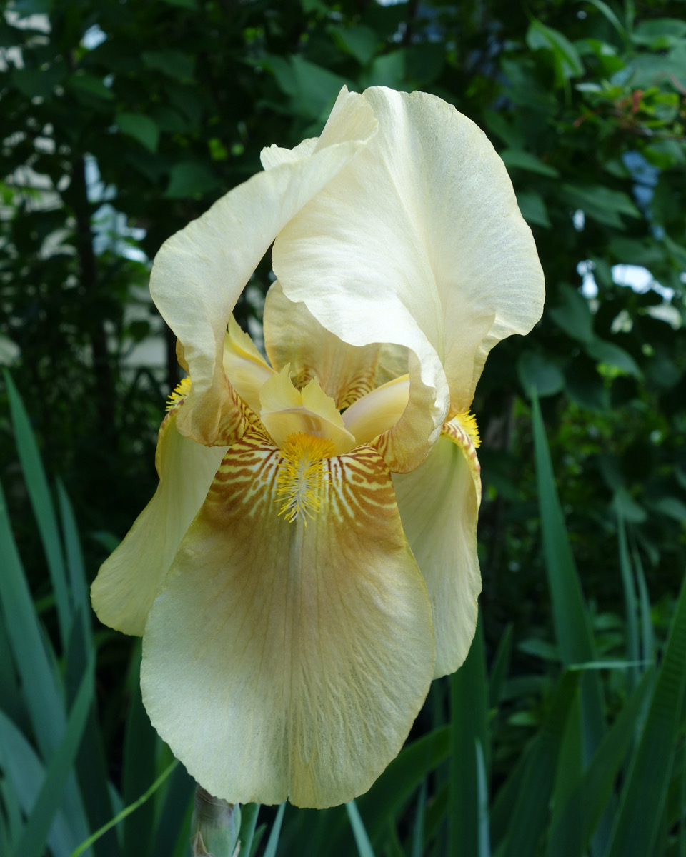 yellow iris