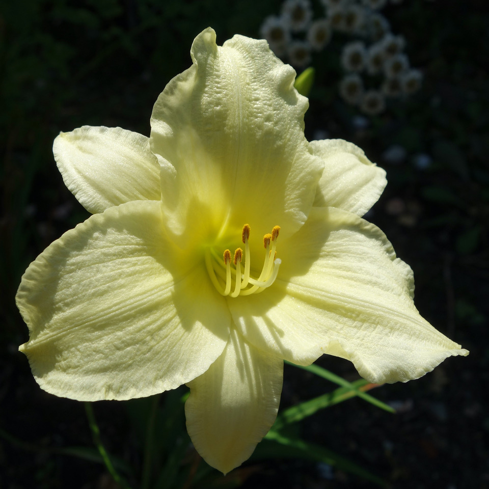 Miss Amelia pale yellow daylily