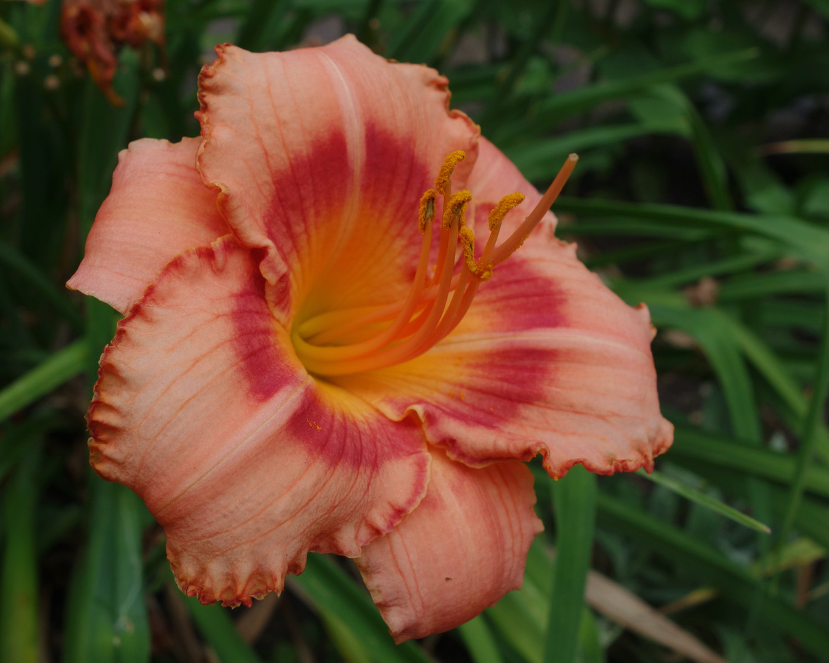 Strawberry Candy daylilies