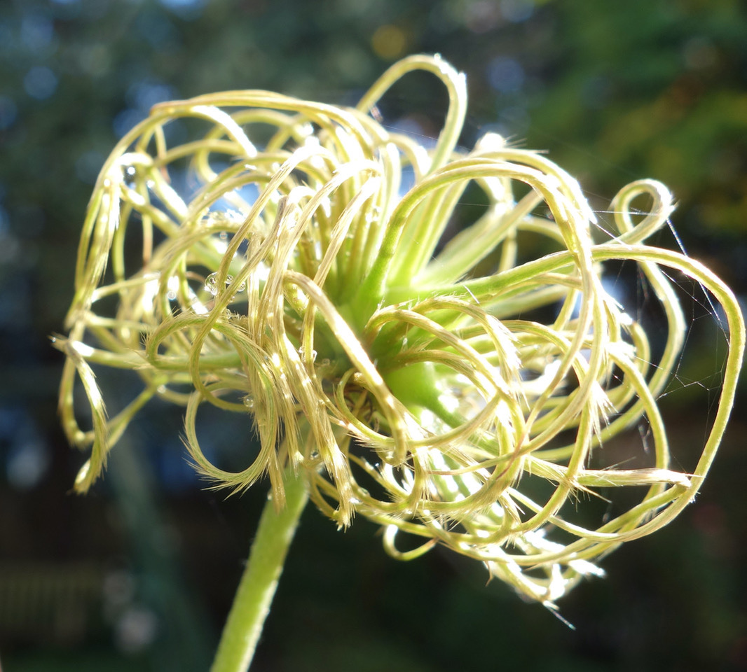 clematis seed head