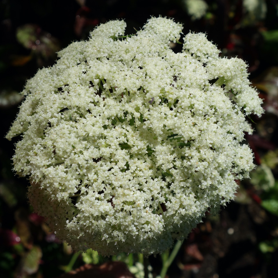 Daucus carrota