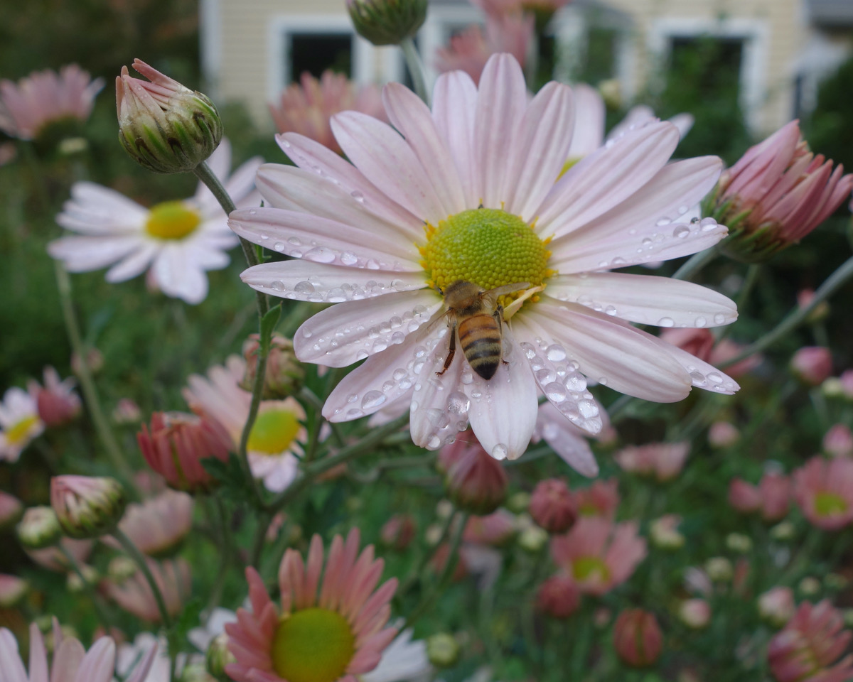 bee on a pink daisy