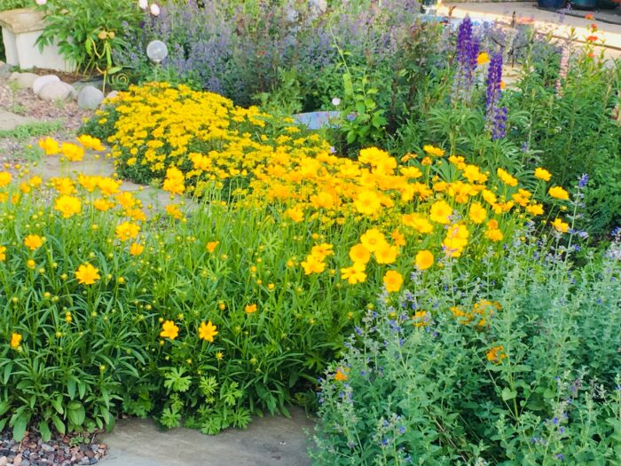 Coreopsis grandiflora