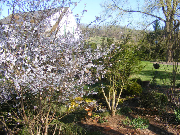 ‘Hally Jolivette’ flowering cherry