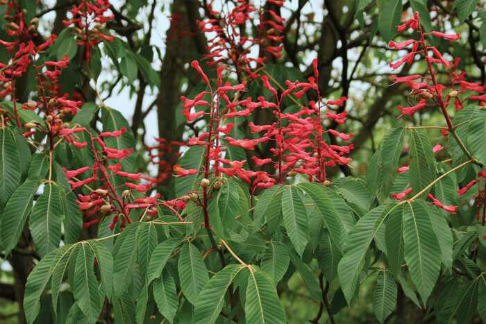 Red buckeye