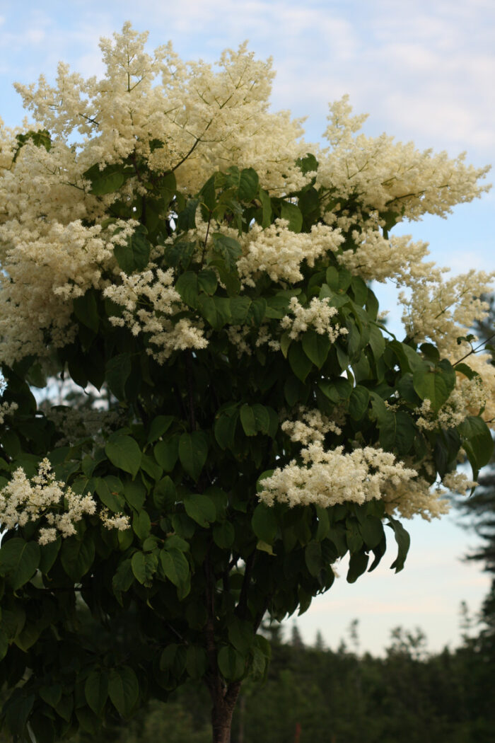 'Summer Snow' Japanese tree lilac