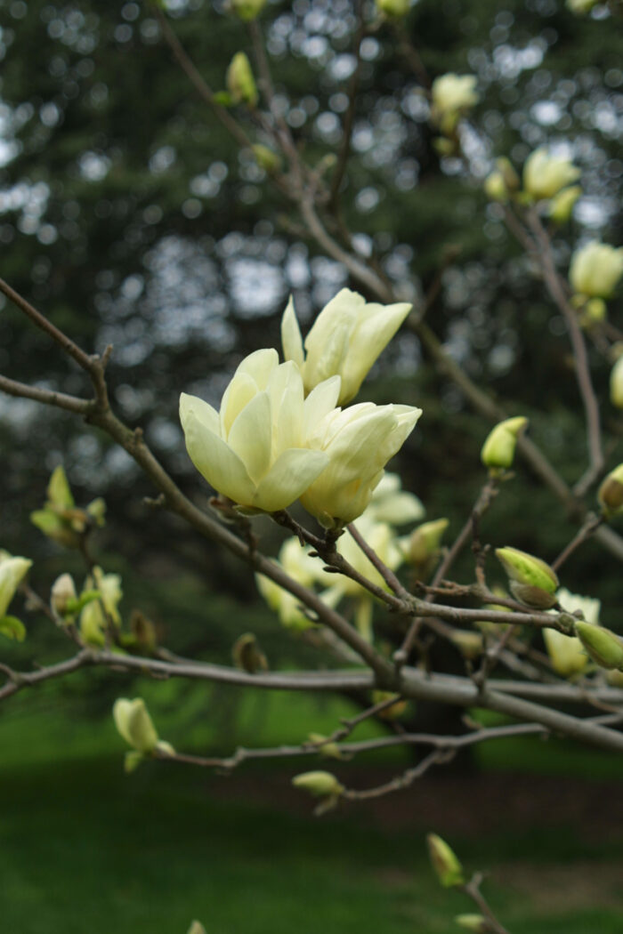 ‘Elizabeth’ magnolia