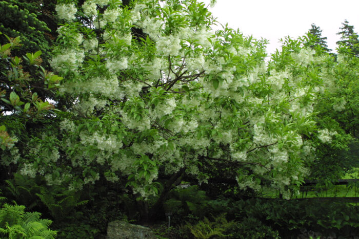 White fringetree