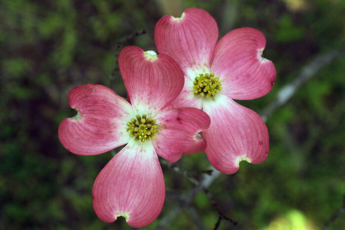 ‘Cherokee Chief’ flowering dogwood