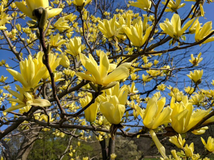 Magnolia Butterflies