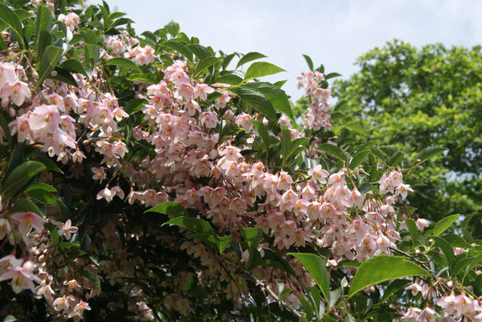 Styrax Japonicus 'Pink Chimes'