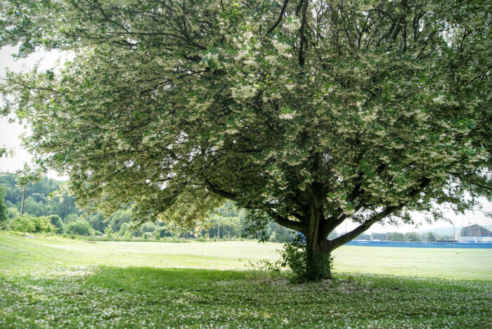 Styrax Japonicus 'Field'