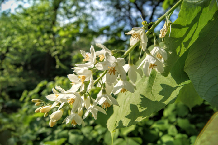 Styrax obassia